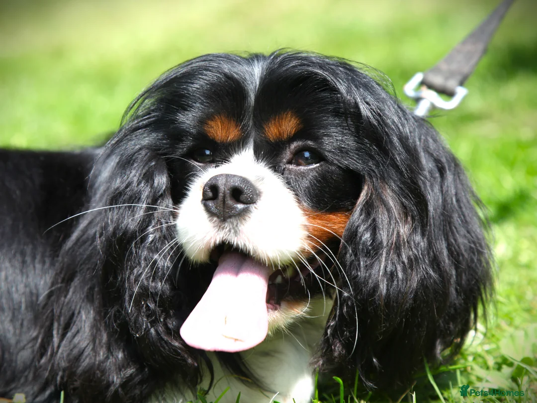 Cavalier King Charles Spaniel dogs for stud: Prince 👑 - Professional Stud Service  - Advert 4