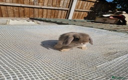 Mini Lop rabbits for sale: Lop Rabbit Girls - Image 4