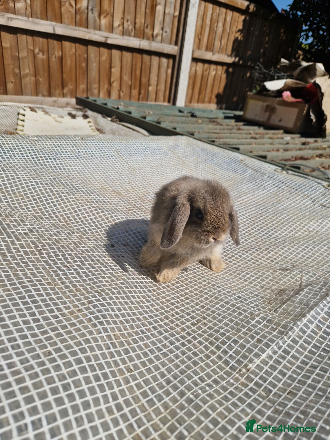 Mini Lop rabbits for sale: Lop Rabbit Girls - Image 4