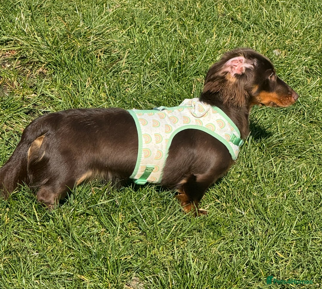 Miniature Dachshund dogs for sale: Long-haired miniature Dachshund choc/tan female  - Image 10