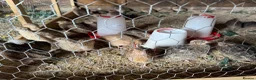 Quail poultry for sale: Jumbo Coturnix Japanese Quails  - Advert 3