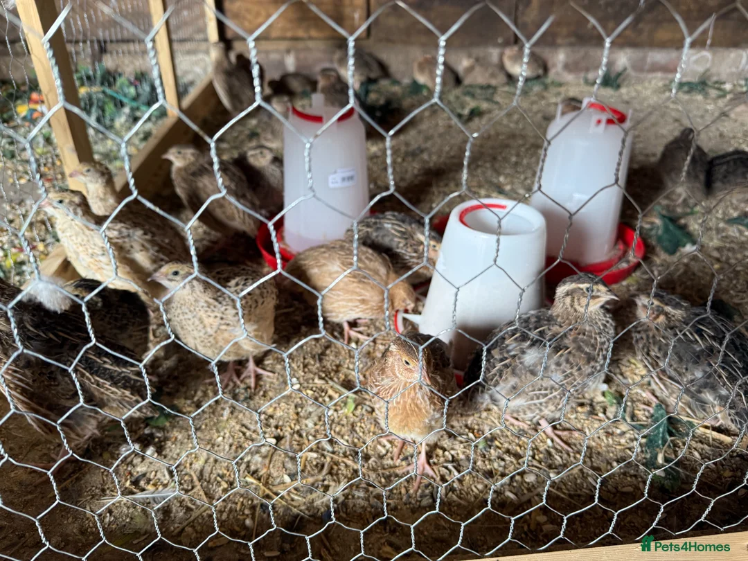 Quail poultry for sale: Jumbo Coturnix Japanese Quails  - Advert 3