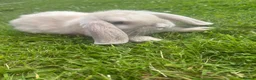 Mini Lop rabbits for sale: 5 beautiful mini lops  - Advert 4