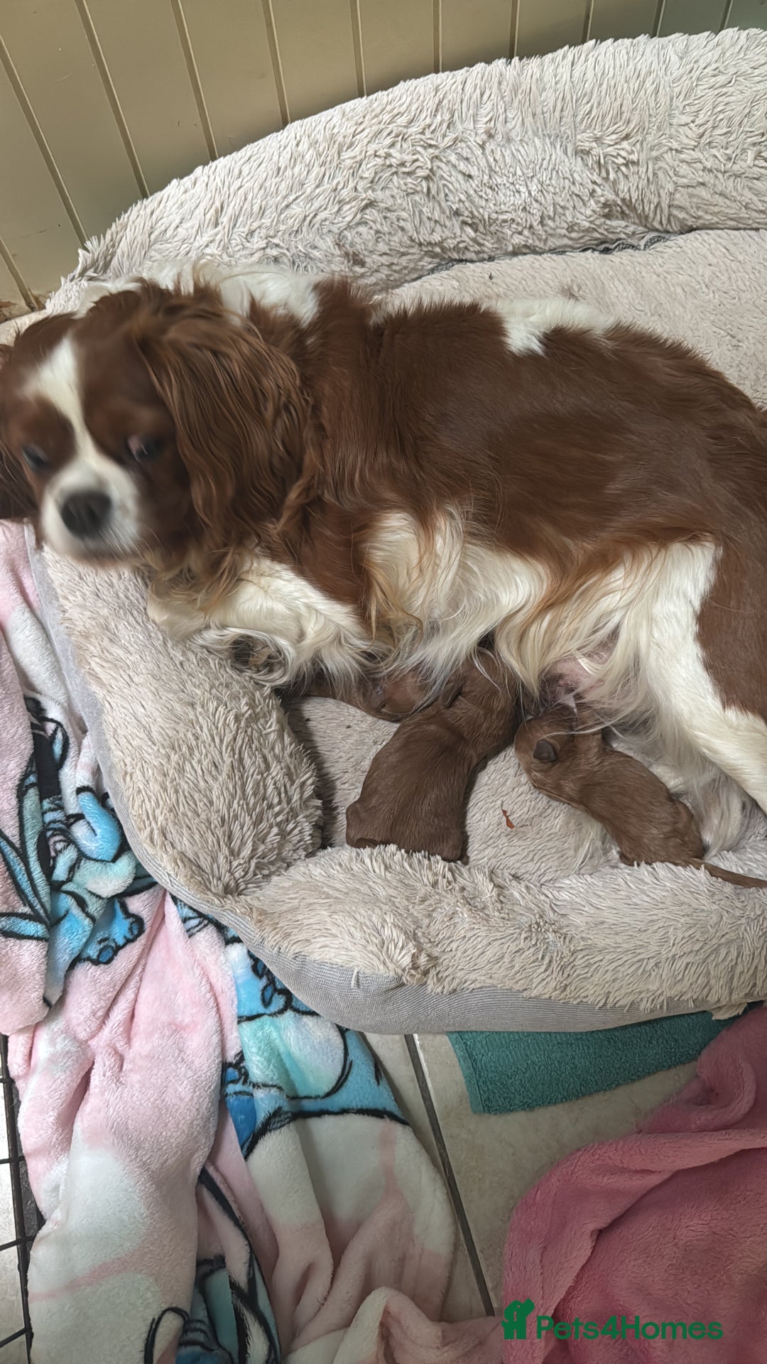 Cavapoo dogs for sale: Cute Cavapoo Male  - Image 2