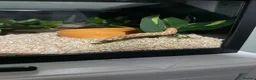 Snake reptiles for sale: Baby western albino hognose  - Advert 1