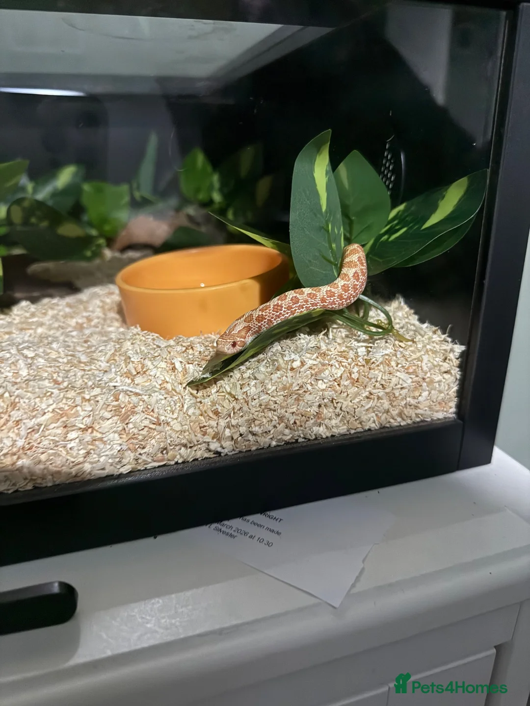 Snake reptiles for sale: Baby western albino hognose  - Advert 1