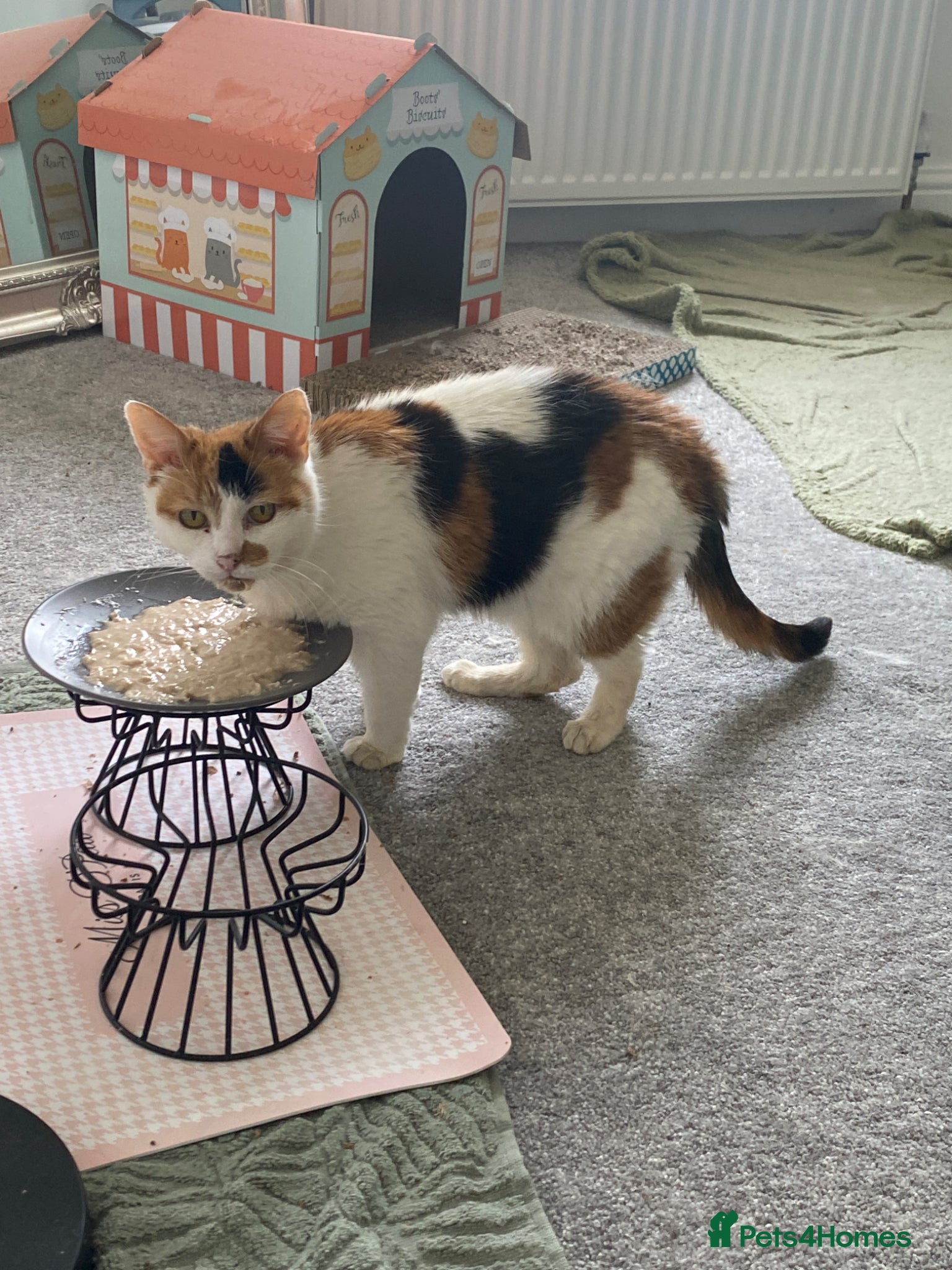 Mixed Breed cats for sale: Calico looking for a forever home - Advert 1