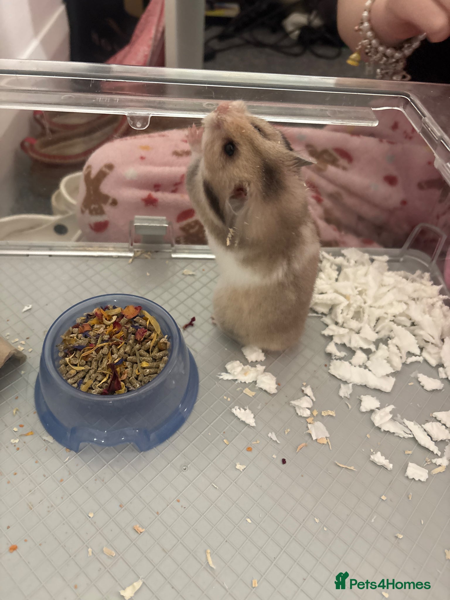 Hamster rodents Female hamster available  - Advert 1