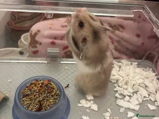 Hamster rodents Female hamster available - Advert 1