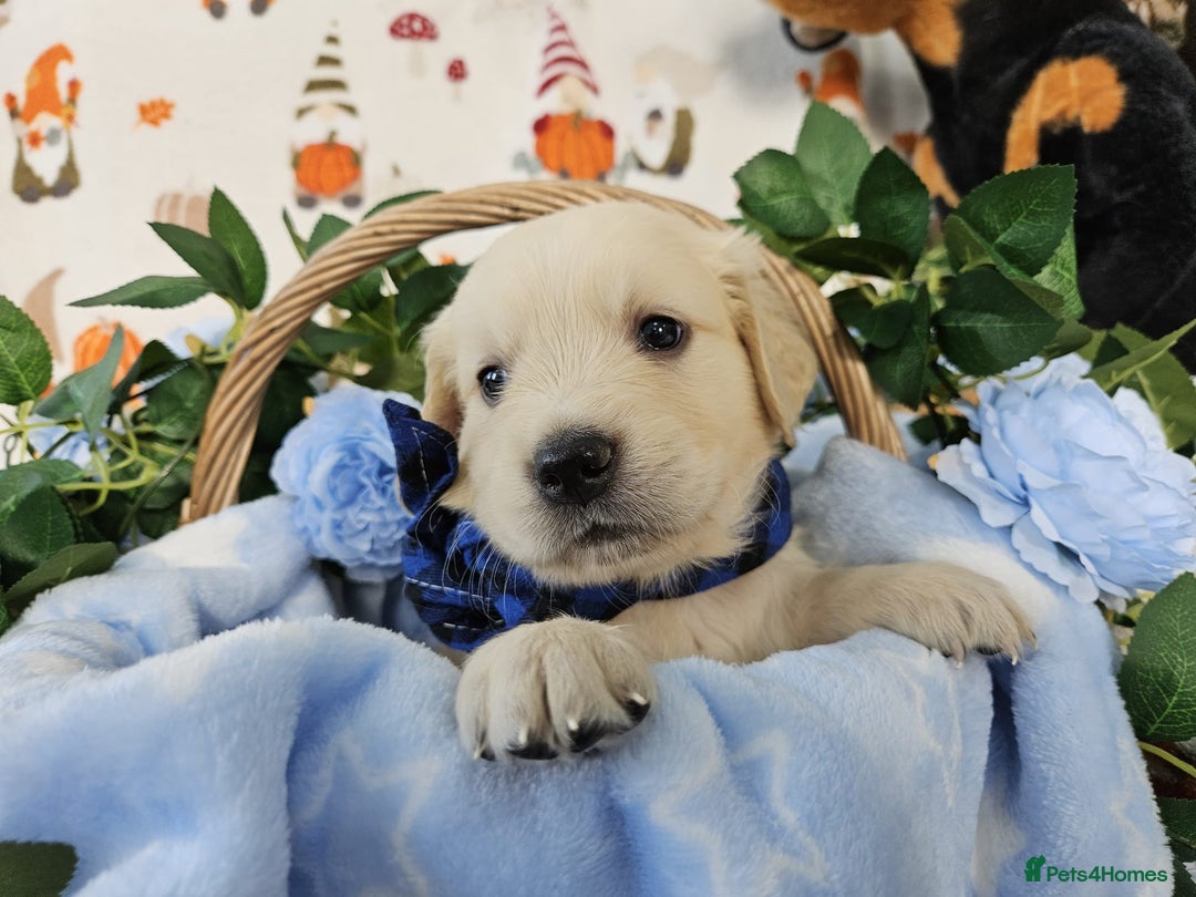 Golden Retriever dogs for sale: Loving Golden Retriever Puppies - Image 4