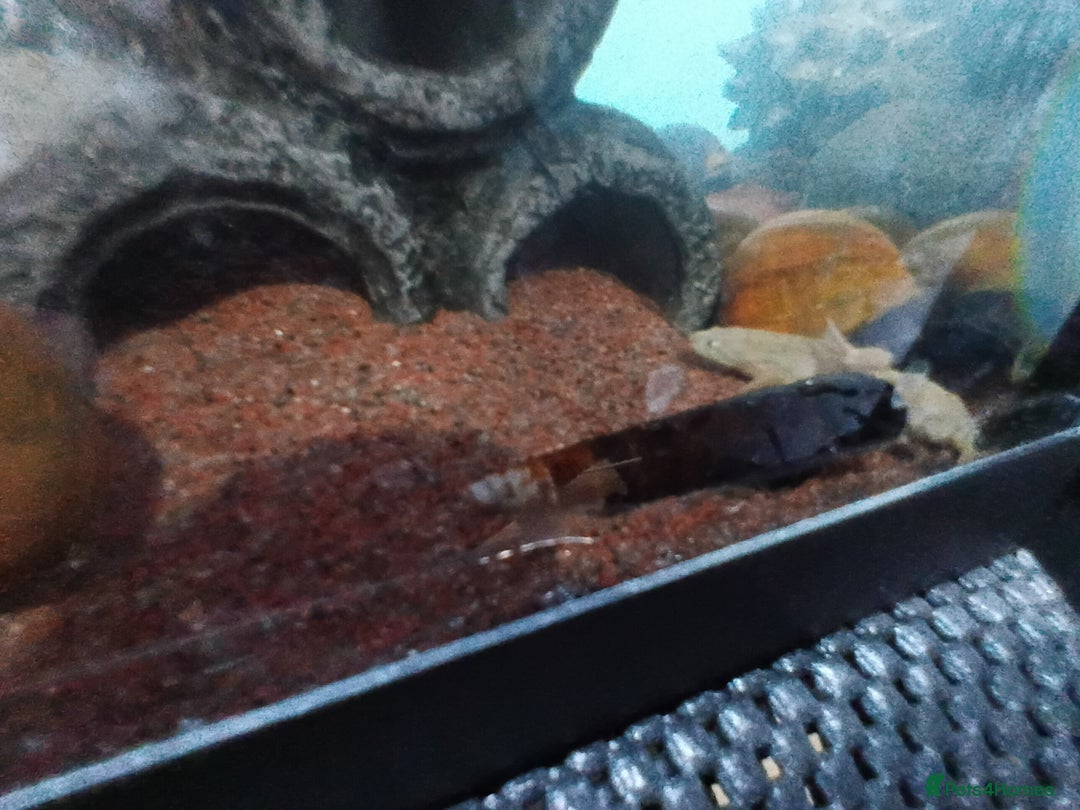 Snails fish for sale: Mixture of Snails for Sale - Advert 5
