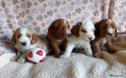 Cockapoo dogs for stud: Goregous Red F1 Cockapoo for Stud - Image 10