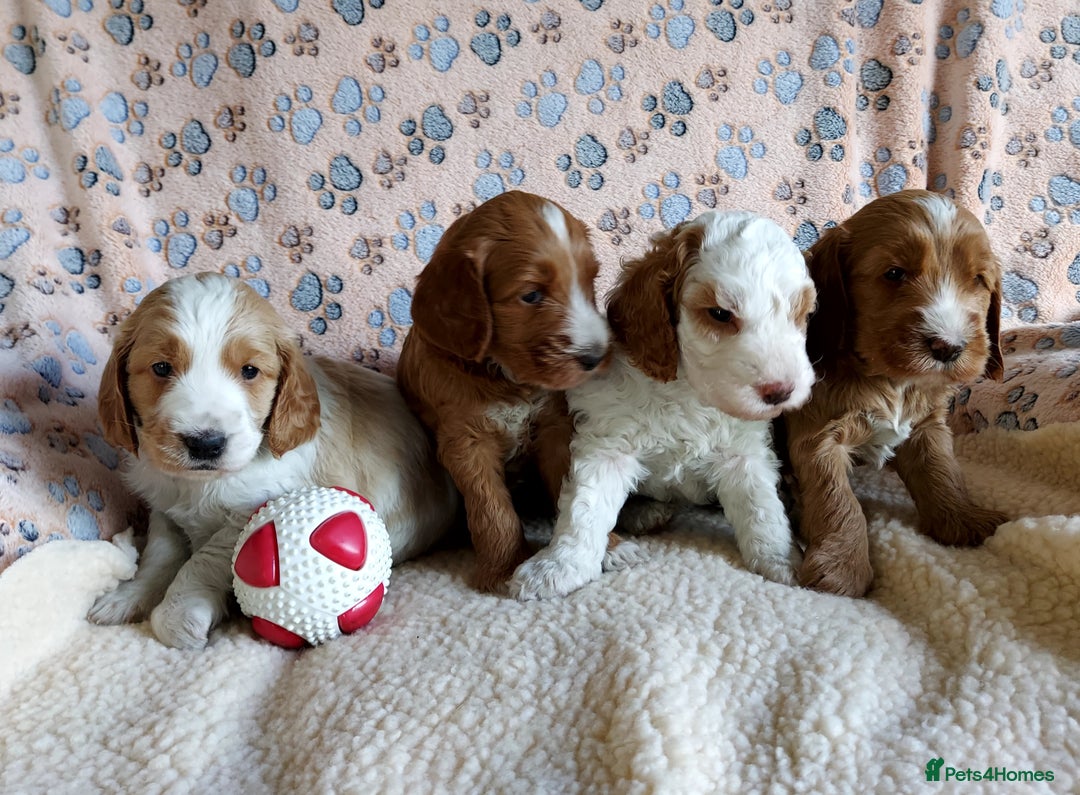 Cockapoo dogs for stud: Goregous Red F1 Cockapoo for Stud - Image 10