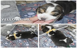 Beagle dogs for sale: Beautiful KC Beagle Puppies – DNA Health Tested  - Image 3