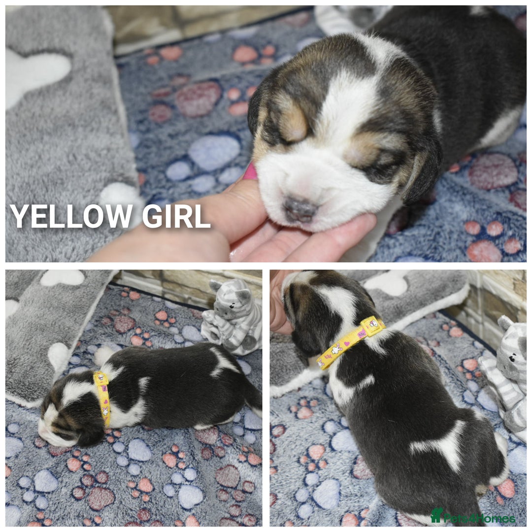 Beagle dogs for sale: Beautiful KC Beagle Puppies – DNA Health Tested  - Image 3