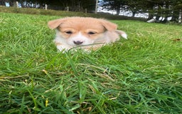 Welsh Corgi Pembroke dogs for sale: Beautiful Registered Pembroke Corgis - Image 5