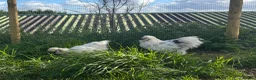 Chickens poultry for sale: Silkie Hatching Eggs – Paint & Cuckoo-Type  - Advert 7