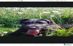 Lurcher dogs for sale: Bedlington greyhound whippet pups  - Advert 2