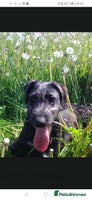 Lurcher dogs Bedlington greyhound whippet pups - Advert 3