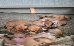 Mixed Breed dogs for sale: Bullmastiff X Puppies - Image 5