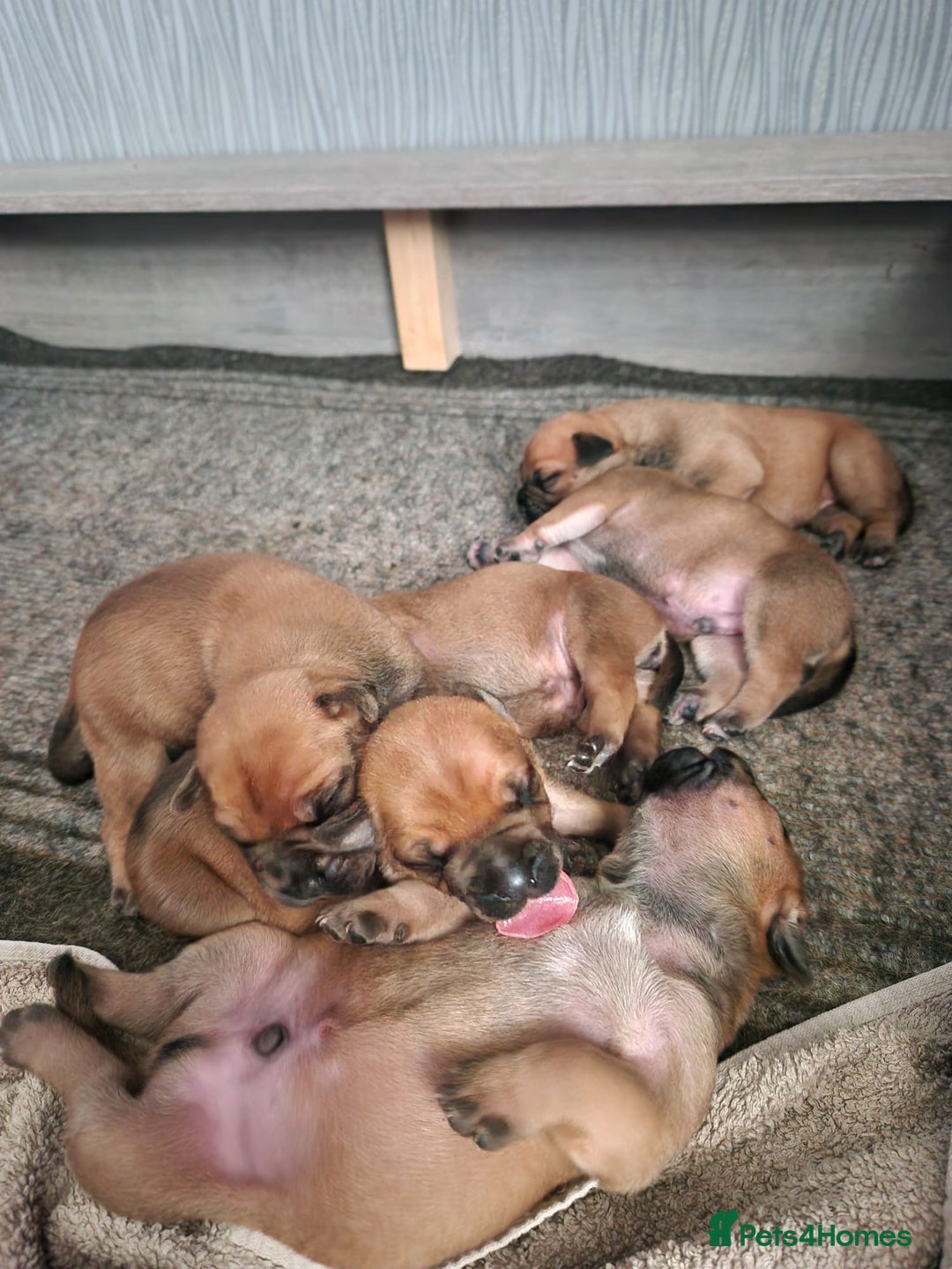 Mixed Breed dogs for sale: Bullmastiff X Puppies - Image 5
