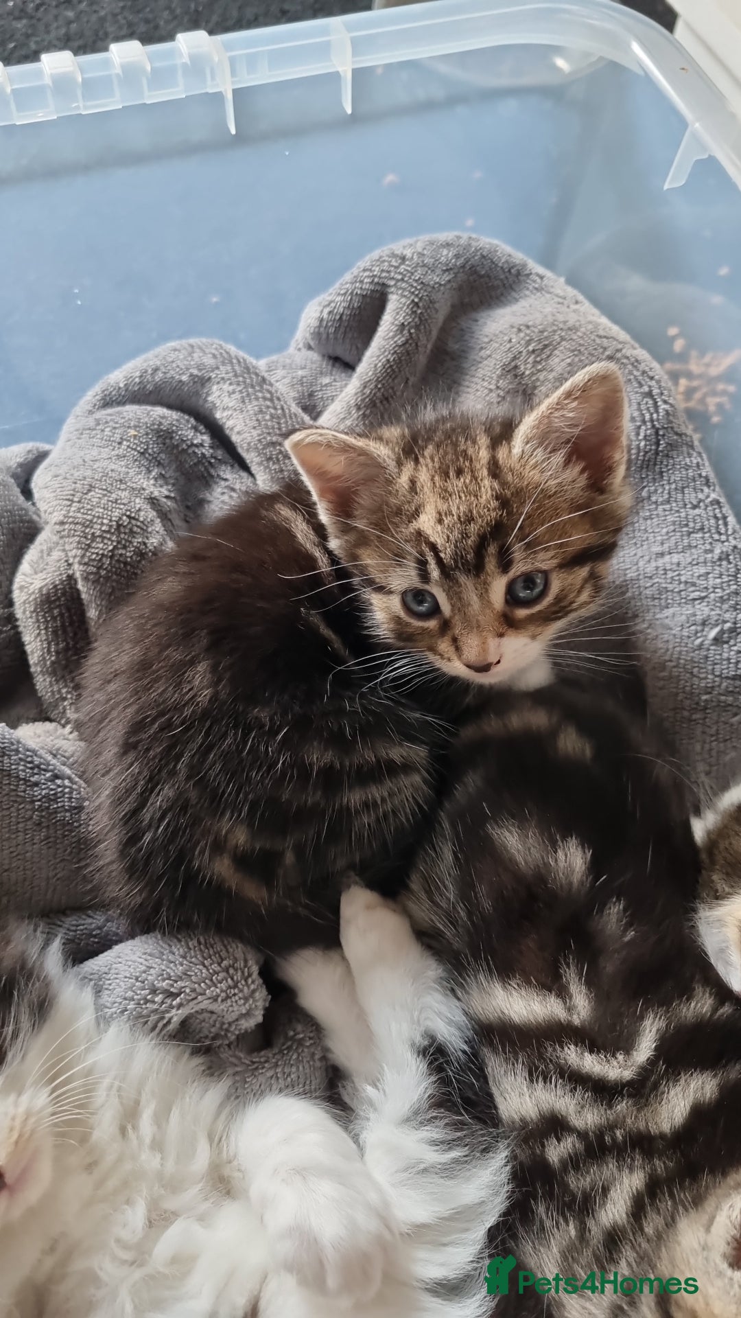 Mixed Breed cats for sale: Two beautiful girls left - Advert 2