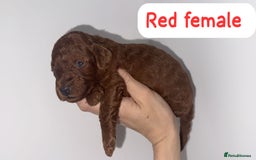 Labradoodle dogs for sale: 5 amazing HT red multi double doodles❤️💙 - Image 6