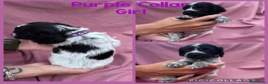 Cocker Spaniel Purple Collar