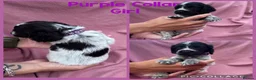 Cocker Spaniel dogs for sale:  Beautiful Litter of Show Cocker Spaniels  - Advert 12