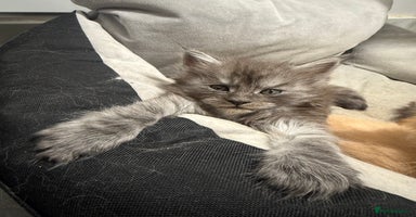 Maine Coon cats Beautiful main coon kittens for sale  - Advert 3