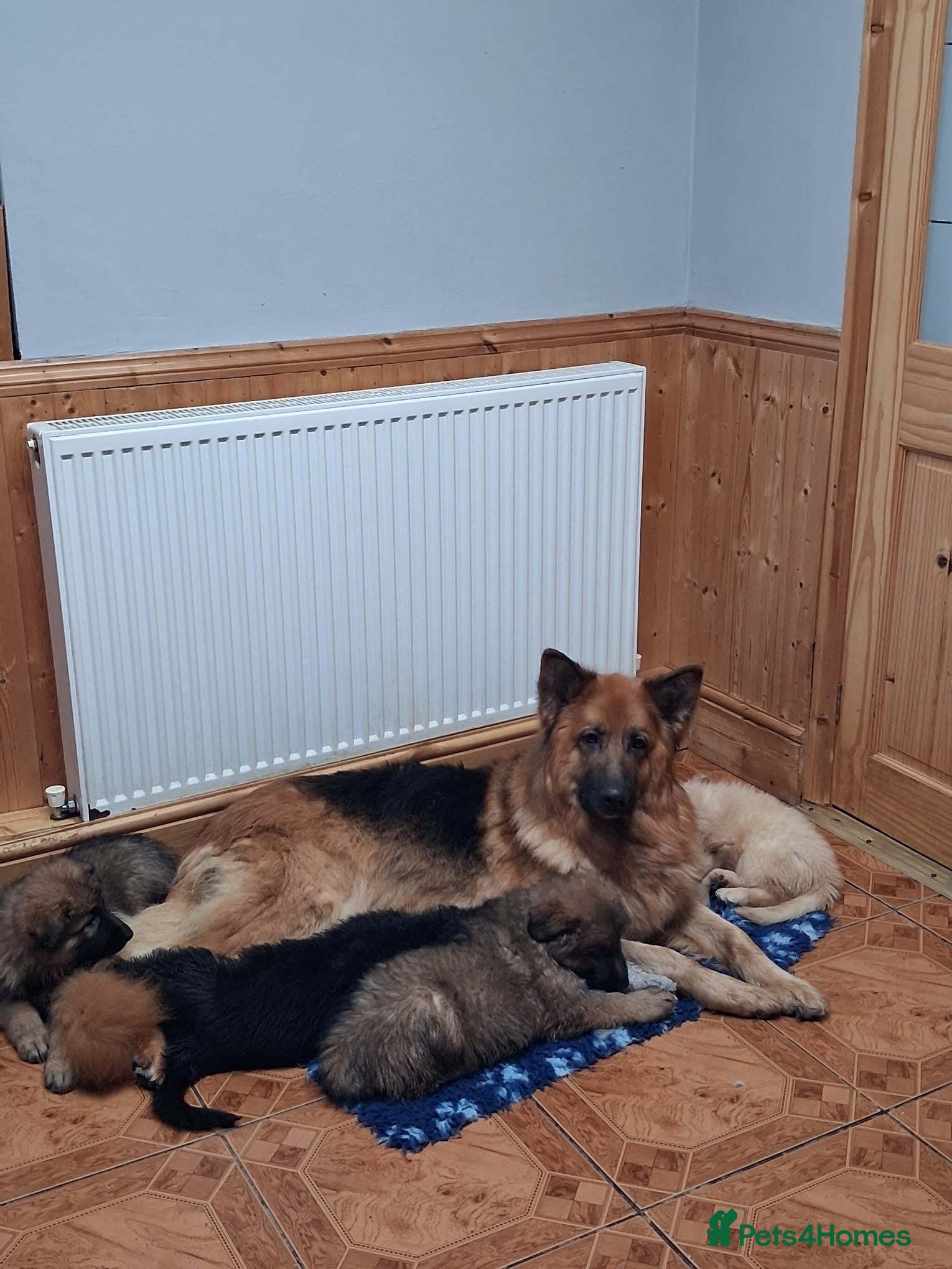 German Shepherd dogs Beautiful German shepherd babies  - Advert 1