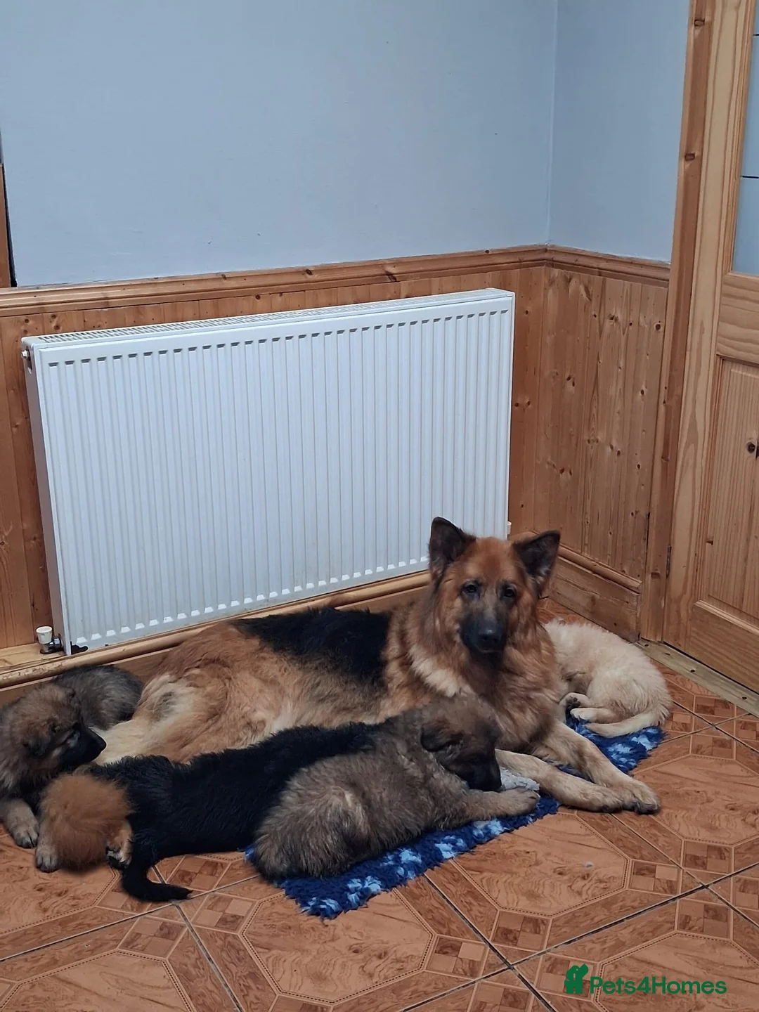 German Shepherd dogs for sale: Beautiful long haired straight back GSD babies  - Advert 1
