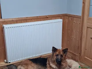 German Shepherd dogs Beautiful German shepherd babies - Advert 1