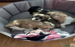 Shih Tzu dogs for sale: 🩷 Beautiful Shitzu Puppies 🩷 - Image 31
