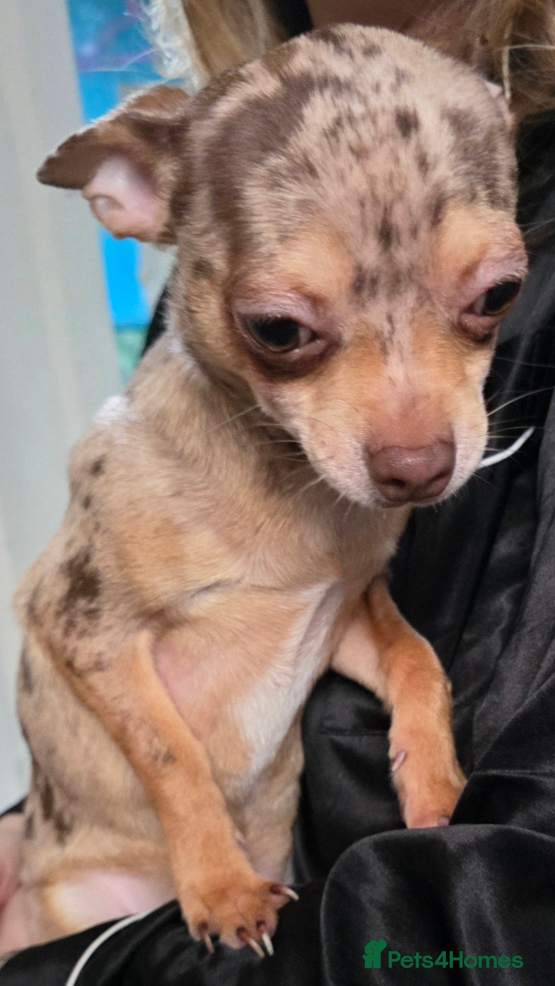 Chihuahua dogs for sale: Gorgeous Small Chihuahua Female  - Advert 1