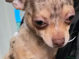 Chihuahua dogs Gorgeous Small Chihuahua Female - Advert 7