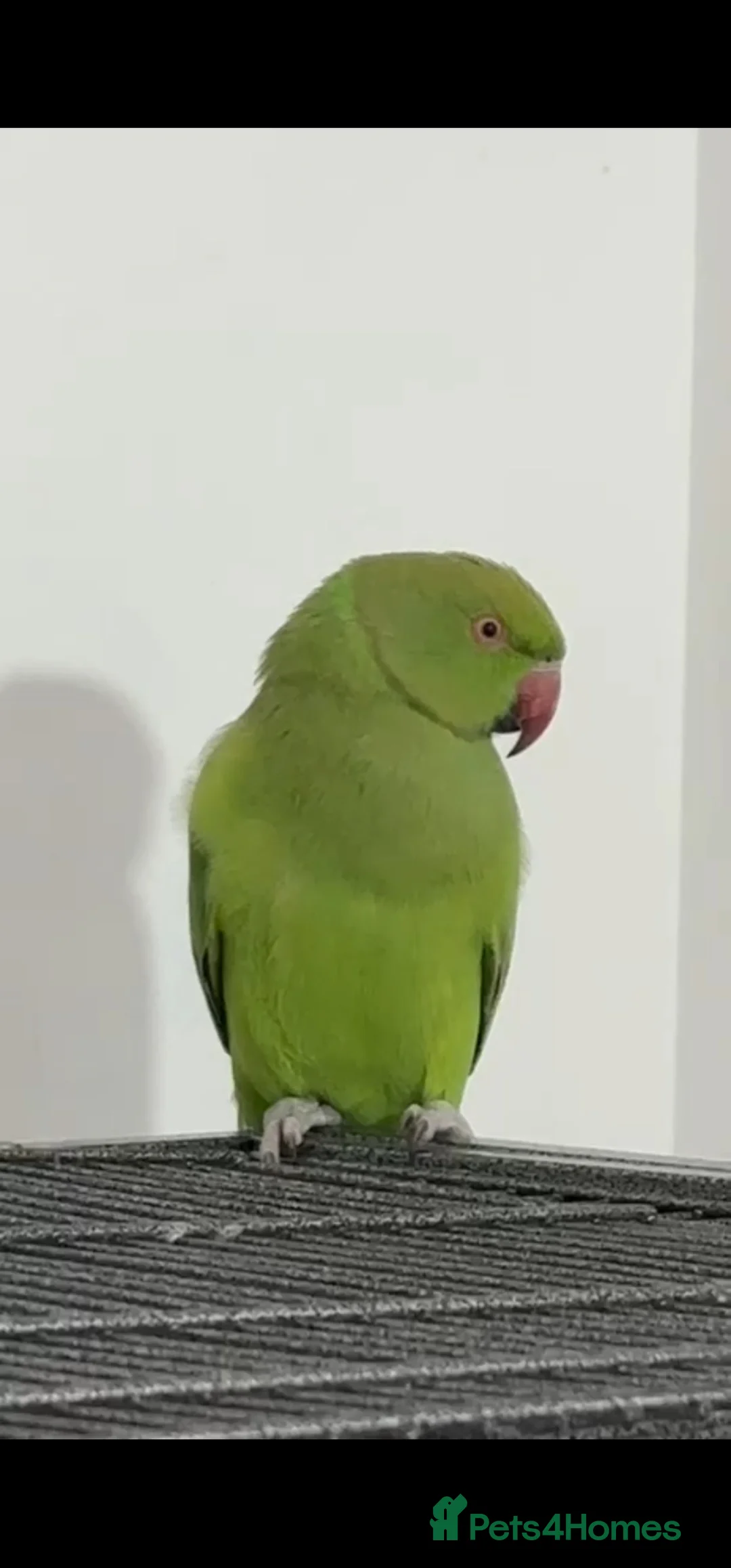 Ringnecks birds for sale: Parakeets birds in Livingston - Advert 2