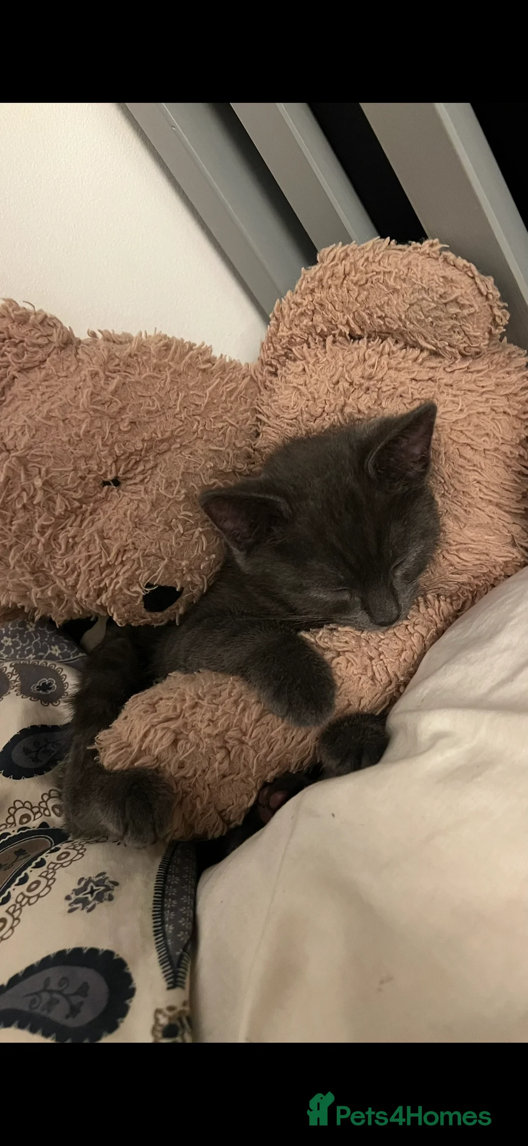 Chartreux cats for stud: Handsome BSH mix for Stud  in London - Advert 15