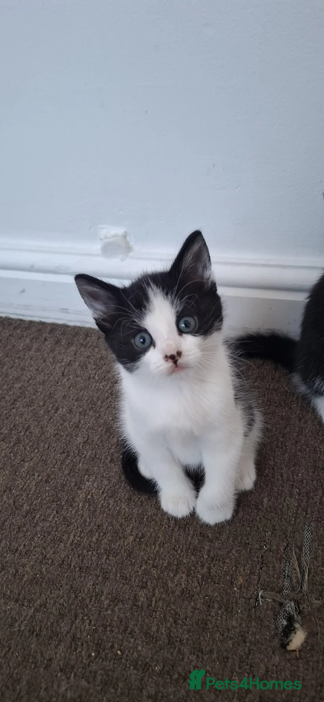 Mixed Breed cats for sale: 4 kittens for sale in Corby - Advert 3