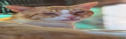 Mixed Breed cats for adoption: Meet Mircea ❤️  in Edinburgh - Advert 4