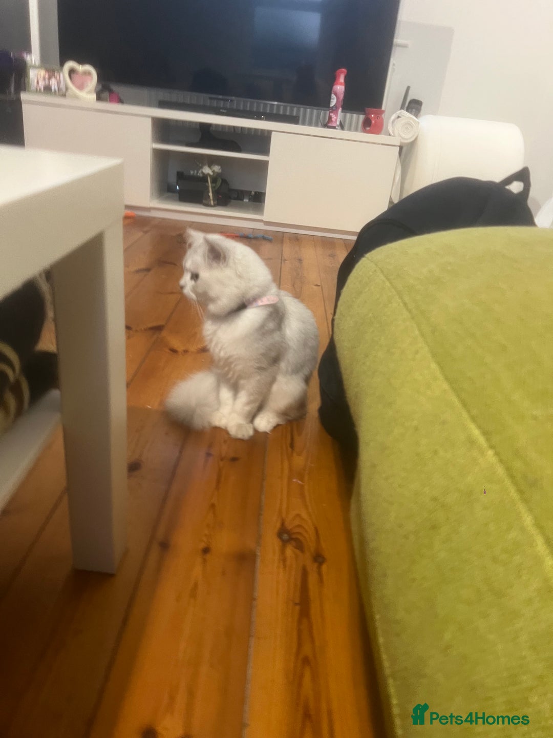 Persian cats for sale: Persian chinchilla kittens in Manchester - Image 4