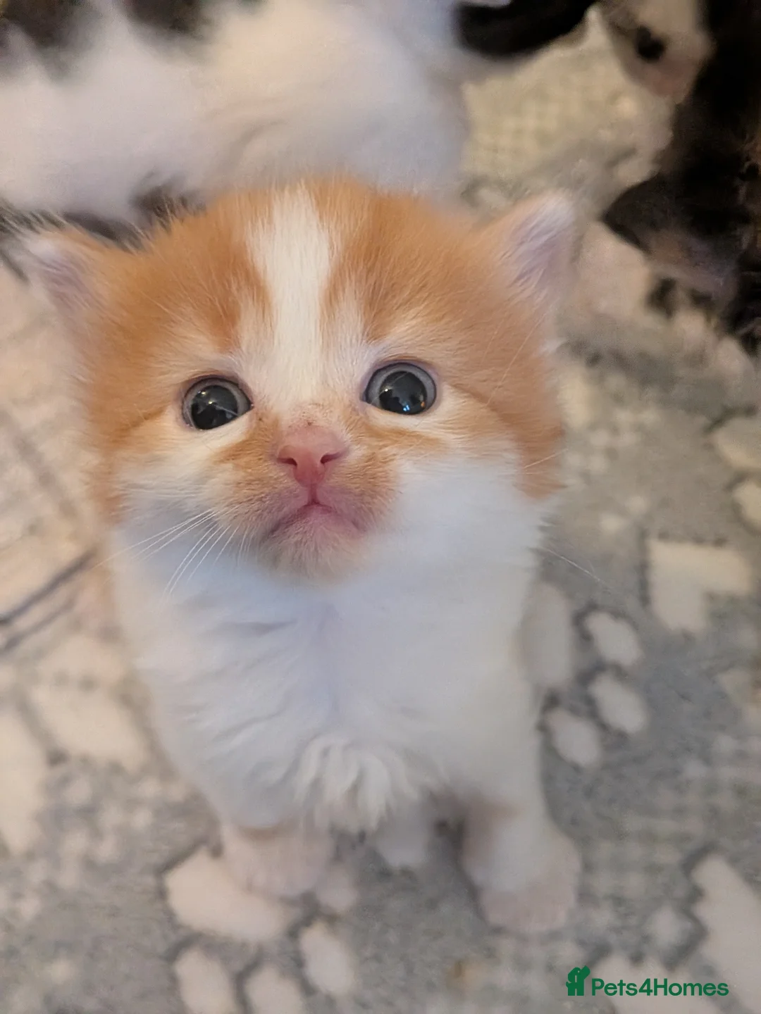 Selkirk Rex cats for sale: Beautiful Kittens – From Pedigree Selkirk Rex Mum - Advert 10