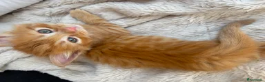 Ginger boy 4