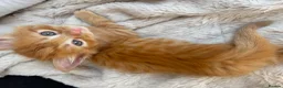 Mixed Breed cats for sale: 4 Ginger Boys, 2 Tortie cats  - Advert 17