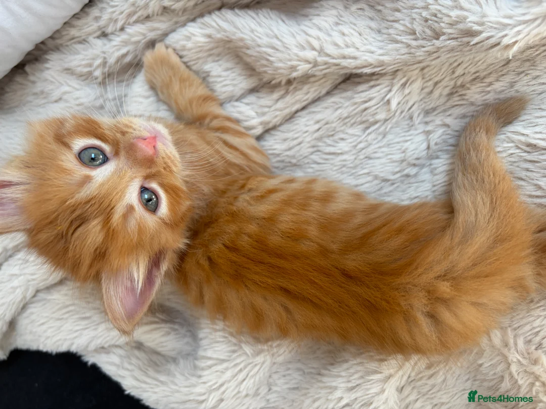 Mixed Breed cats for sale: 4 Ginger Boys, 2 Tortie cats  - Advert 17