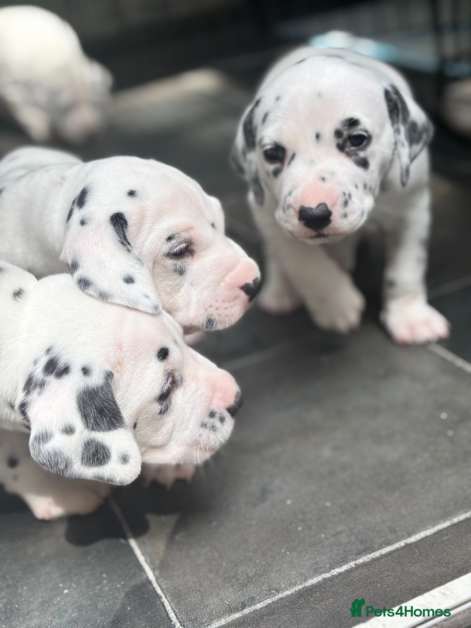Dalmatian dogs Beautiful KC Registered Dalmatian Puppies - Advert 3