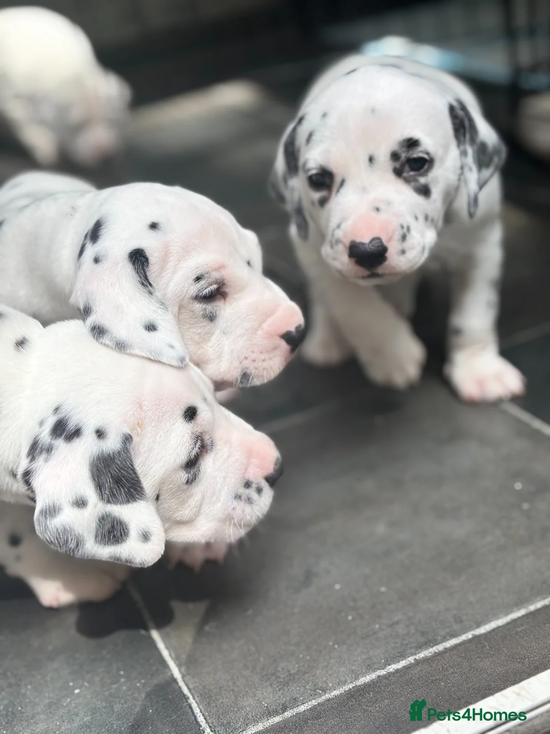 Dalmatian dogs for sale: Beautiful KC Registered Dalmatian Puppies - Advert 1