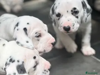 Dalmatian dogs Beautiful KC Registered Dalmatian Puppies - Advert 13