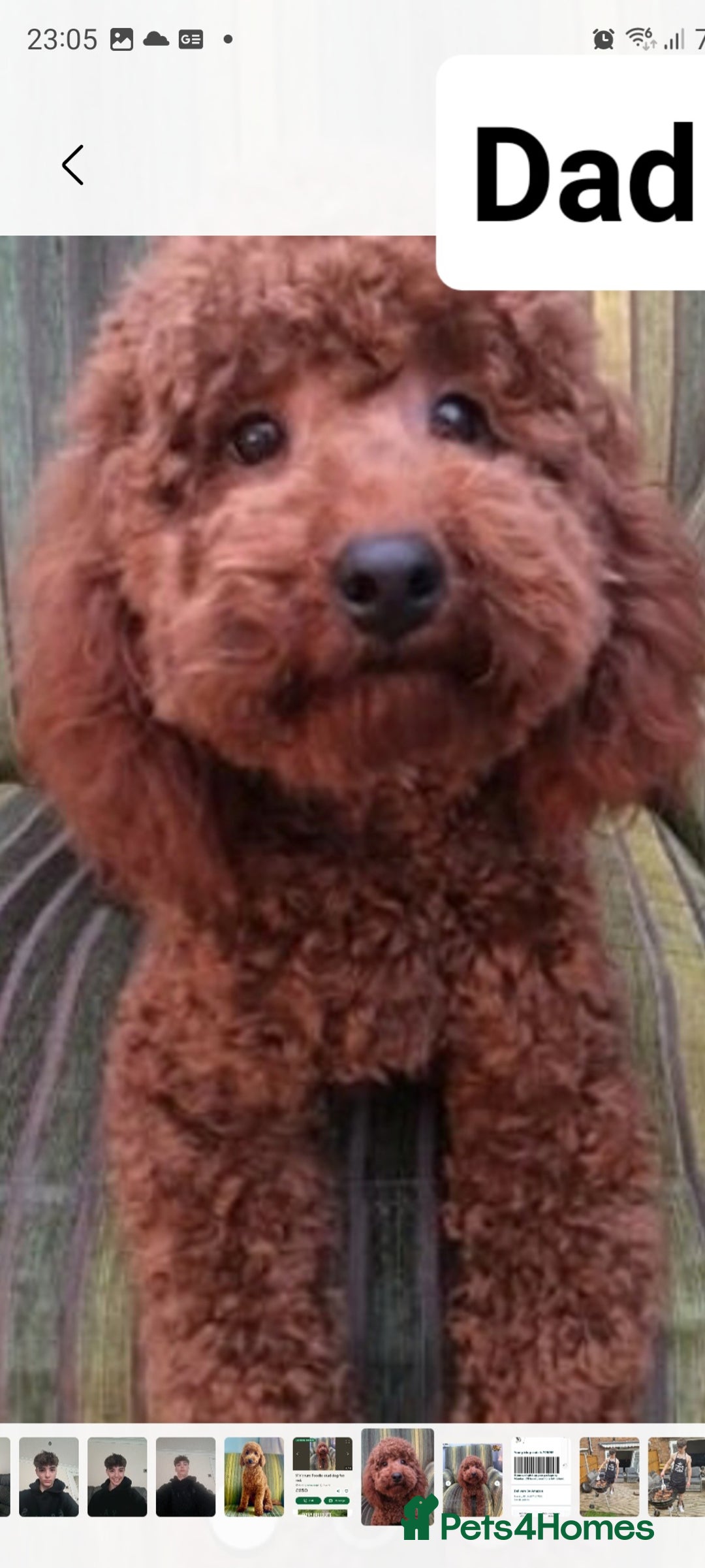 Poochon dogs for sale: 4 beautiful fluffy poochon puppies for sale - Advert 6