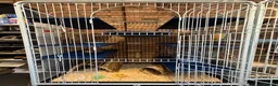 Chinchilla rodents for sale: white male chinchilla with cage - Advert 5
